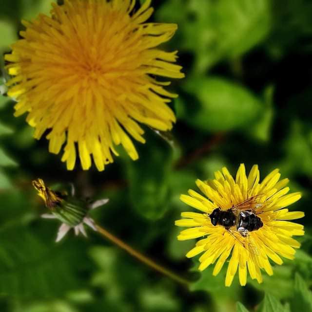 Herbal Portraits Dandelion